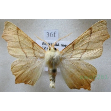 Ennomos erosaria (Denis & Schiffermüller, 1775) male Latalec gruszak Czech36f